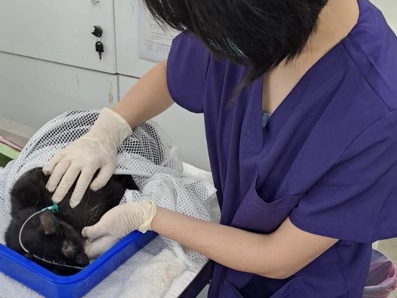 提升動物照護專業力！臺北市動保處派員受訓，成為認證動物醫事助理
