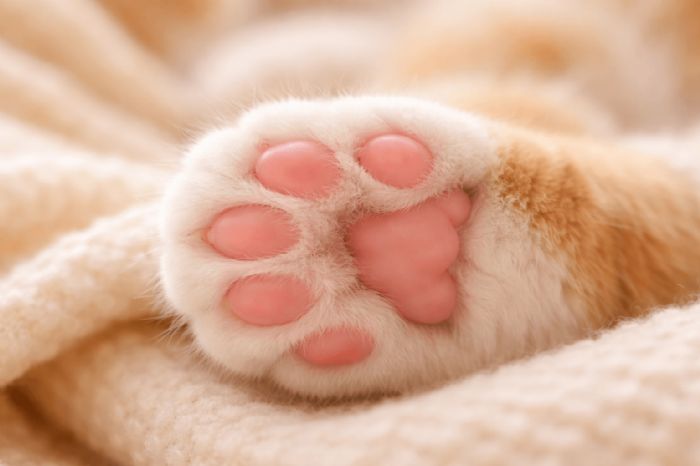 貓咪肉球的秘密是什麼？功能與照護重點整理