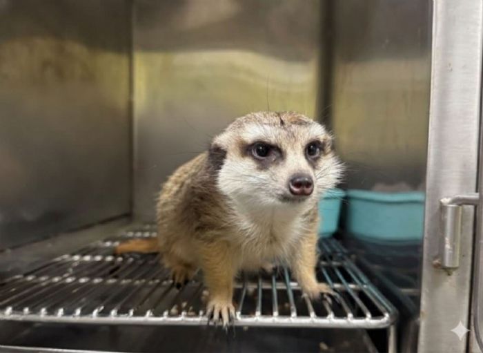 國際雪貂日一起認識牠！新北推特殊寵物登記獎勵，守護雪貂不走失、不棄養