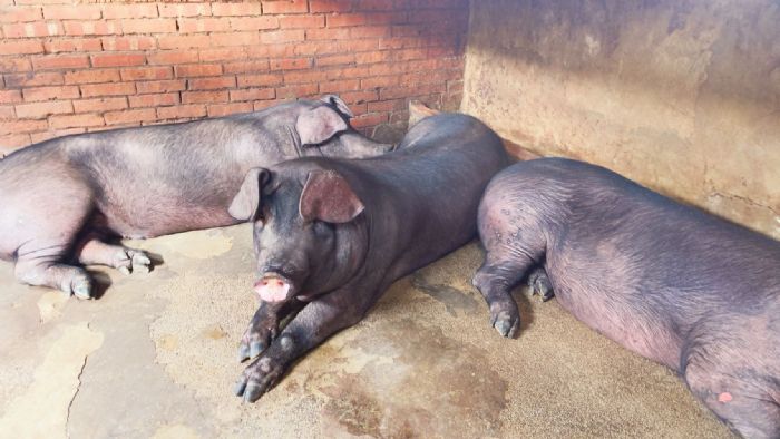 新北強化畜牧防疫網！從源頭守護動物健康，也守住市民安心生活