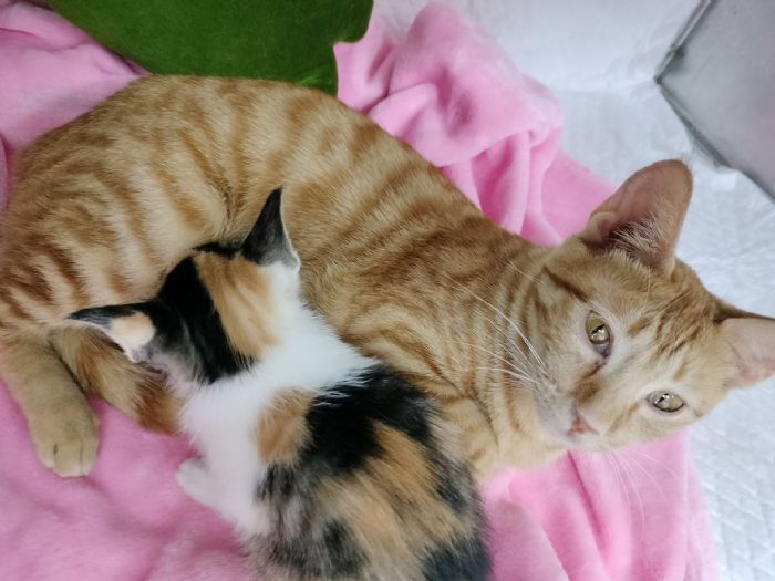 街頭驚險救援化作溫暖新生，花媽與花仙子等待一個幸福的家