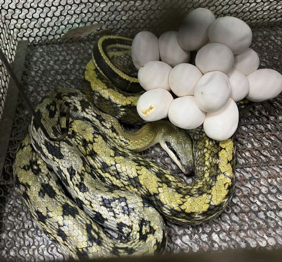 生態新生命誕生！新北動保處成功人工孵化黑眉錦蛇，守護在地物種再創喜訊