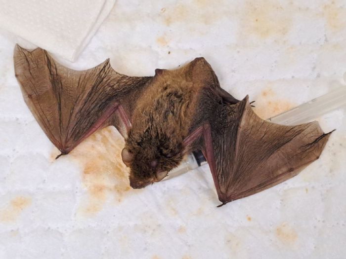 洗衣機裡的小生命奇遇！蝙蝠母子誤闖民宅意外上演暖心救援