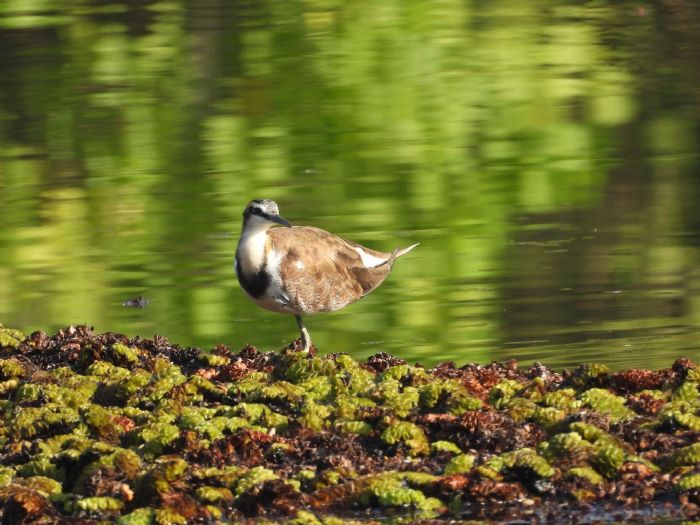 冬日暖陽下的城市祕境｜洲仔濕地白鷺飛舞、水雉冬羽悄然登場