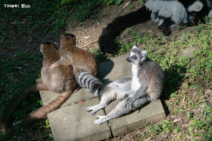 冬日療癒最強代言人！臺北市立動物園狐猴日光浴超可愛，打坐、躺平、毛球團抱一次看