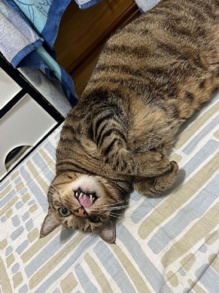 春天一起上學去！臺北毛孩學院春季班開跑，陪毛爸媽把愛學得更專業