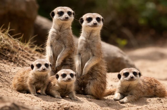 狐獴怎麼生活？沙漠小哨兵的習性大揭密