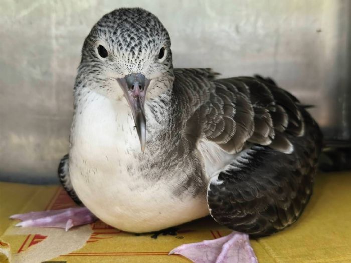 迷途海鳥降落公路邊，新北動保暖心救援助大水薙鳥重返海洋