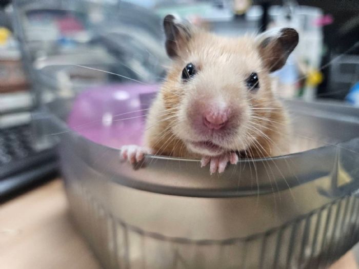 4月12日國際倉鼠日關注小生命照護，新北籲落實責任飼養，別讓可愛變成傷害