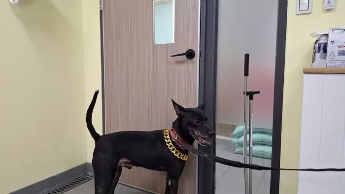 淡水不當展演犬隻事件查獲，毛孩順利脫離風險，將展開健康照護與認養