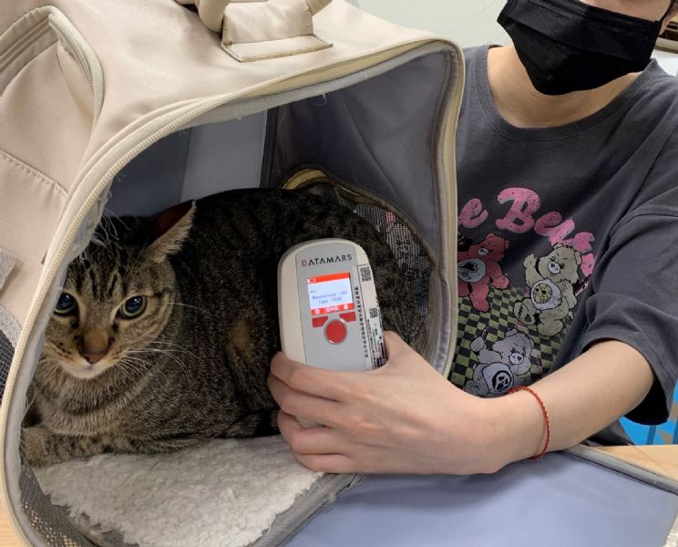 貓咪也要辦身分證！115 年起全面強制寵物登記，毛孩安全從晶片開始