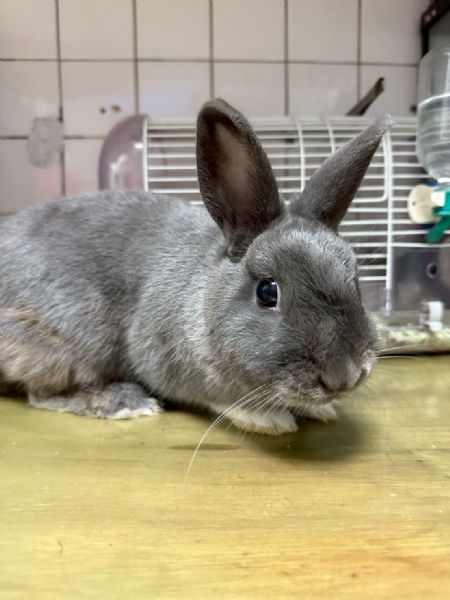 為特寵找到溫暖的家！桃園第四季非犬貓認養活動登場，邀你一起迎接新家人