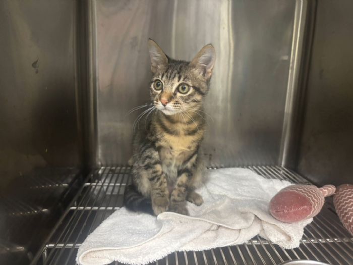 一條橡皮筋的警訊，一條生命被守住——新北動保即時救援，虎斑小貓重拾笑容