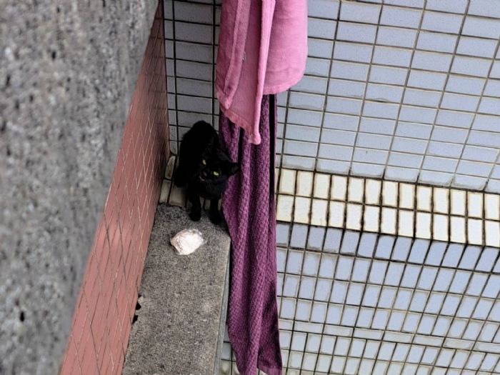 22樓高空驚險救援！新北動保處暖心救下受困小黑貓