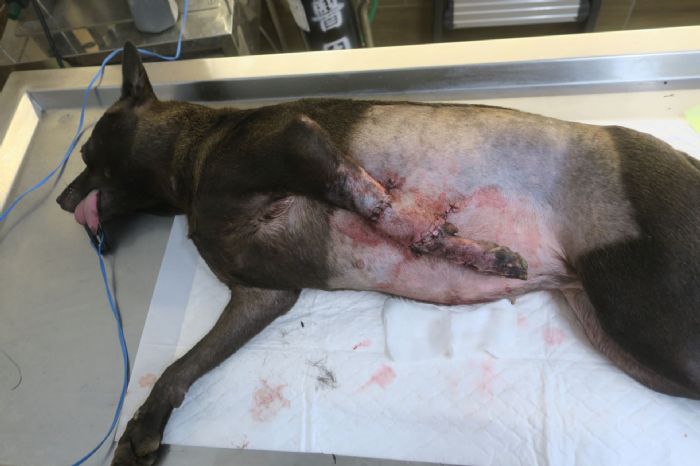 勇敢浪浪「沙拉」展開新旅程——傷癒後的牠正期待迎接一個溫暖的家