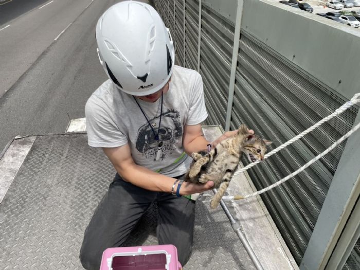 暖心救援成功！新莊5隻奶貓與媽媽重聚，動保處提醒：看到奶貓先別急著帶走