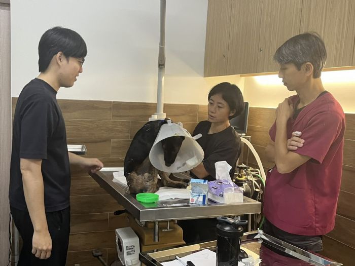 一針一希望，為毛孩找回行走的勇氣，新北中和動物之家導入針灸復健，陪伴特別需求毛孩重拾生活力