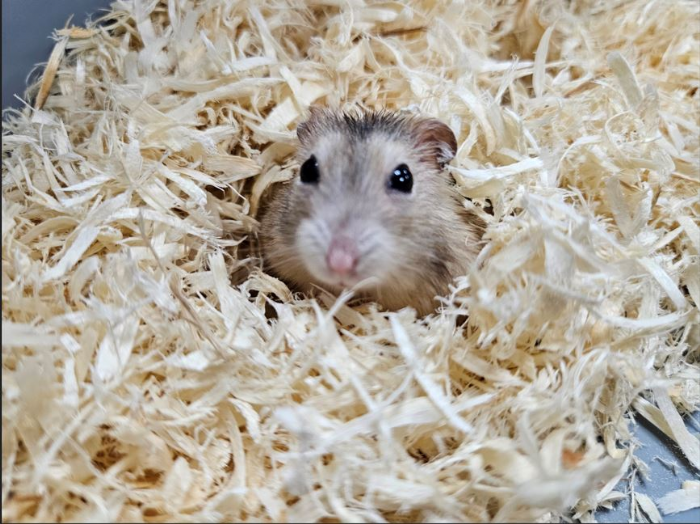 小小身影，也需要大大守護，新北動保處溫馨提醒：寵物鼠飼養前評估與防走失不可少