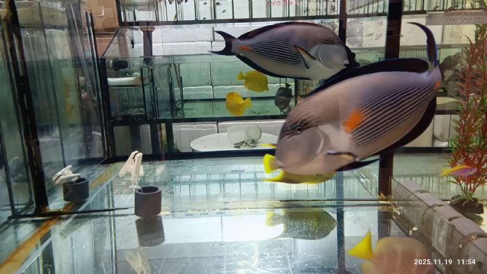 守護魚兒健康、助攻外銷搶單！新北動保處定期檢疫把關，讓臺灣觀賞魚安心「游」向全世界