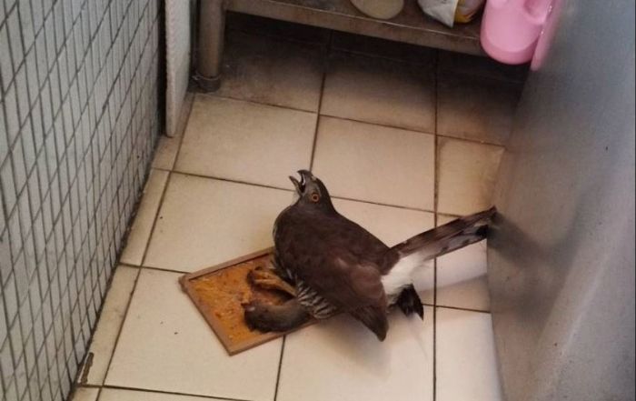 一場溫柔接力，守住飛翔的希望——新北救援鳳頭蒼鷹脫困黏鼠板重返自然在望