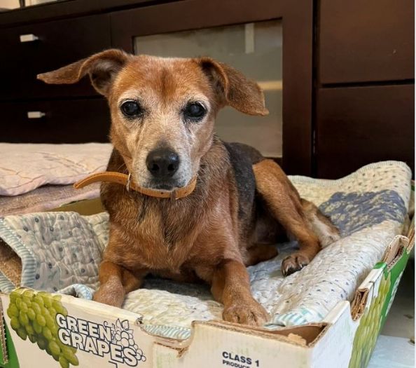 新北收容毛寶貝的幸福旅程：熟齡動物暖心回家、認養福利再升級！