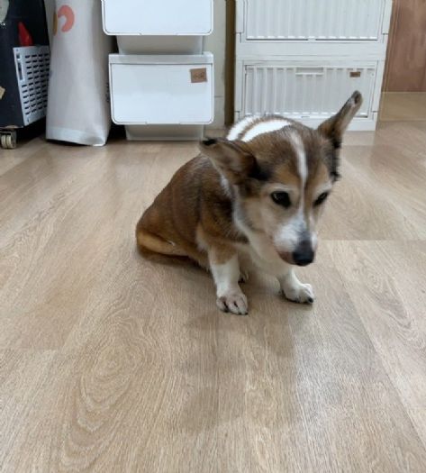 即時守護毛孩安全！北市動保處迅速介入疑似虐犬事件，柯基已平安安置