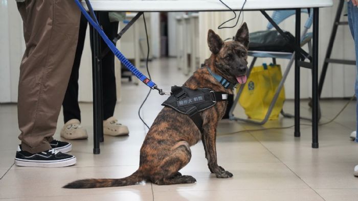 從街頭浪浪到長者心靈療癒師！屏東「豹抱」陪伴犬計畫，讓毛孩與阿公阿嬤共創幸福時光