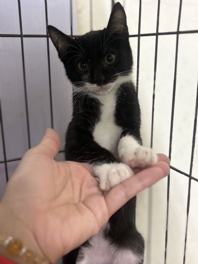 小貓「卡卡」桌縫驚魂記！動保處溫柔救援成功，現住五股動物之家等待幸福認養