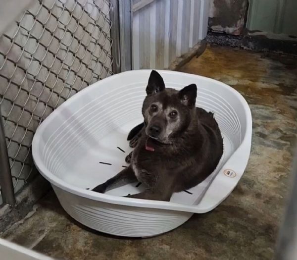 三芝動物之家添購保暖防潮床，陪毛孩安心等待幸福新家