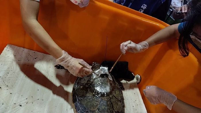 受傷玳瑁「龜太郎」重返大海！新北野柳國小見證海洋保育溫暖時刻