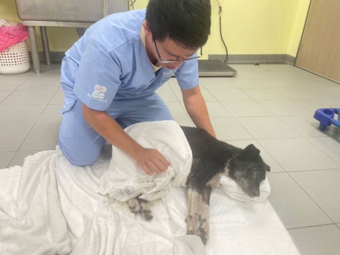 新北動保處緊急救援重傷犬，啟動「毛寶貝三級醫療制度」守護生命尊嚴