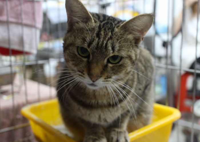 從受傷到重生：虎斑黑貓的勇敢歷程，遇見疼愛牠的新家