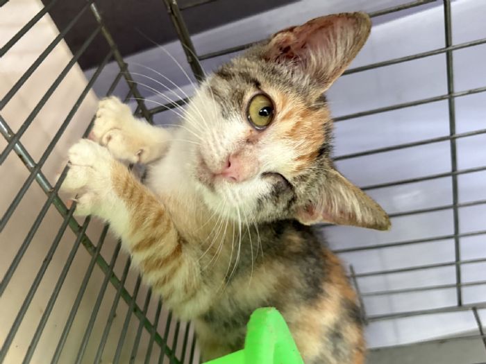 從驚恐到安心的重生旅程：受傷小三花勇敢挺過難關，等待屬於牠的溫暖家