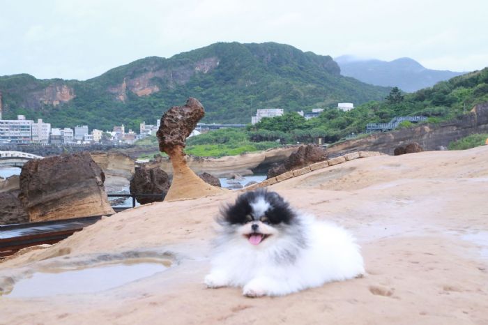 帶著毛寶貝放心出發！新北打造寵物友善地圖與人氣旅遊路線，旅行更輕鬆更暖心