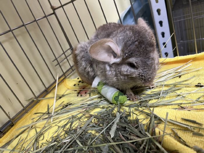 紙箱裡的微光，希望沒有被丟下 頂埔步道救援絨鼠（龍貓），一場溫柔接力的生命守護行動