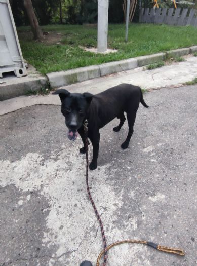 認養老犬享好禮再拿2,000點新北幣！新北動保處邀您給毛寶貝一個幸福晚年