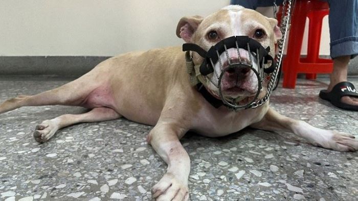 新北強化犬隻管理與教育！比特犬專案訪查成果穩定，推正向訓練打造友善城市