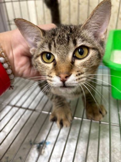 「小枯葉」重生記！五股動物之家救回奄奄幼貓，如今變身大眼萌主等家中