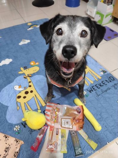 認養不是終點，而是長久陪伴的開始，新北市動保處用追蹤與教育，陪毛寶貝安心走進新生活