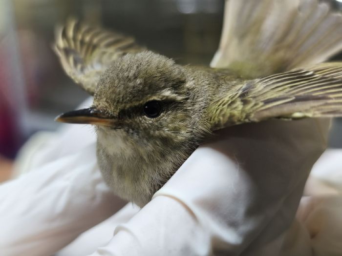 雪國嬌客誤入林口街頭，極北柳鶯幸獲救援重返藍天