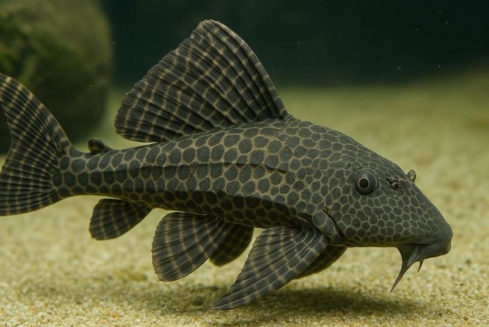 水族箱清潔別靠垃圾魚！正確保養技巧與迷思解析