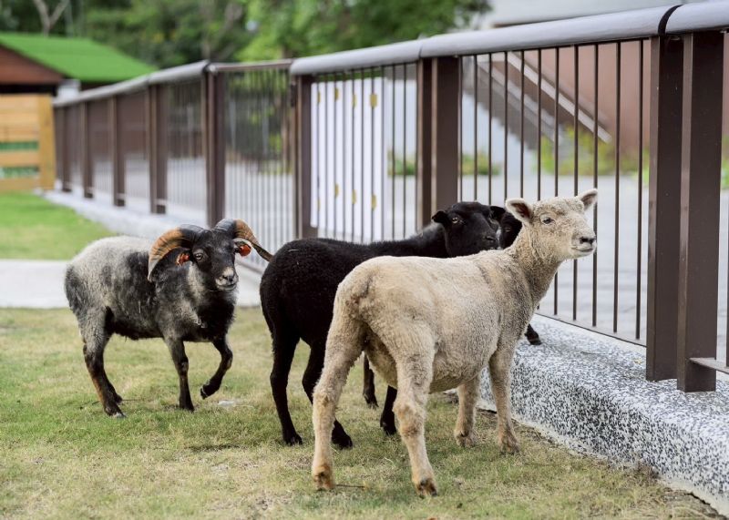 高雄內門觀光休閒園區明年1月試營運「野森動物學校」打造東高新地標