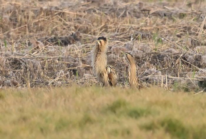 濕地來了神秘訪客！茄萣濕地迎來稀有大麻鷺，鳥友驚喜直呼太幸運