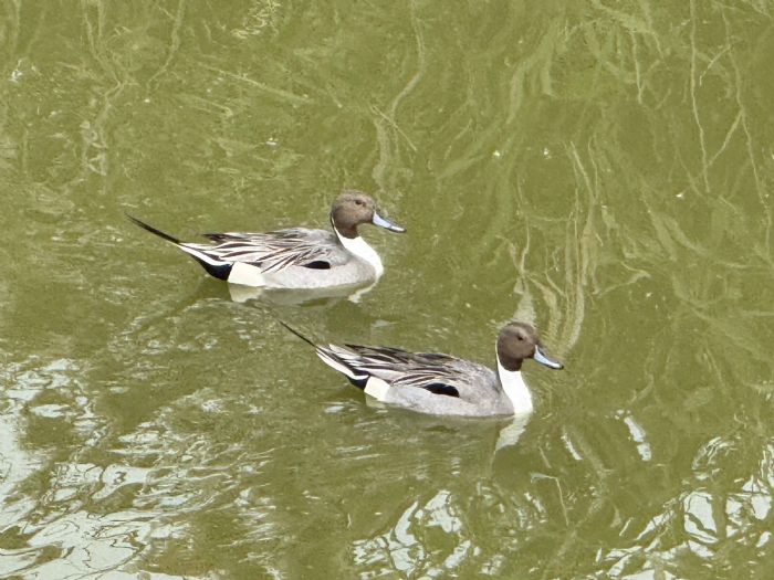 春分迎候鳥新篇章！茄萣濕地送冬迎春，展現生態更迭之美