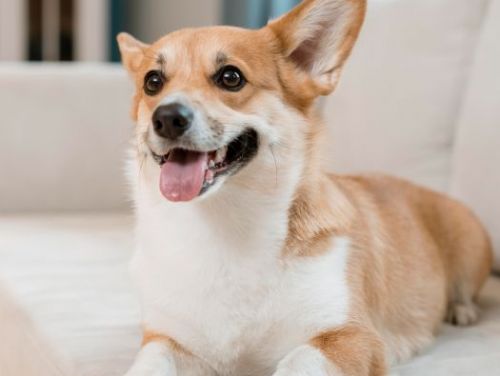 給毛孩最溫柔的呵護：美容與清潔全攻略