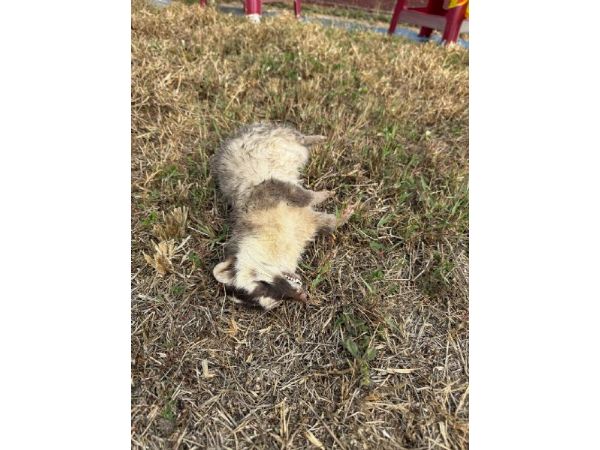 春日再現狂犬病鼬獾,屏東今年首例 春日再現狂犬病鼬獾,屏東今年首例