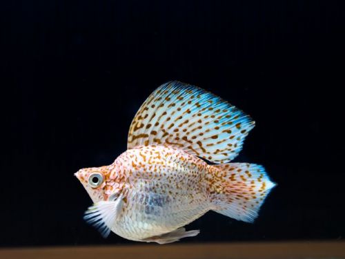 世界級孔雀魚世界盃，游進屏東農業物產館