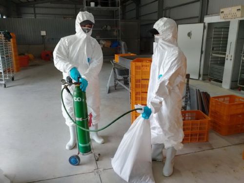 養禽業者主動通報鹽埔鄉鵪鶉場確診感染H5N1禽流感