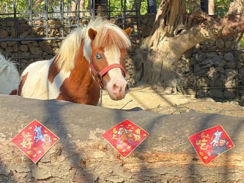 壽山動物園特製「金馬五吉」年菜，動物圍爐過馬年