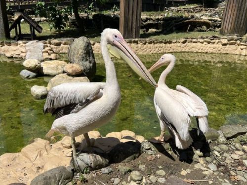 壽山動物園歲末迎「新」 朋友 鵜鶘、侏儒羊、兔豚等多種動物報到！